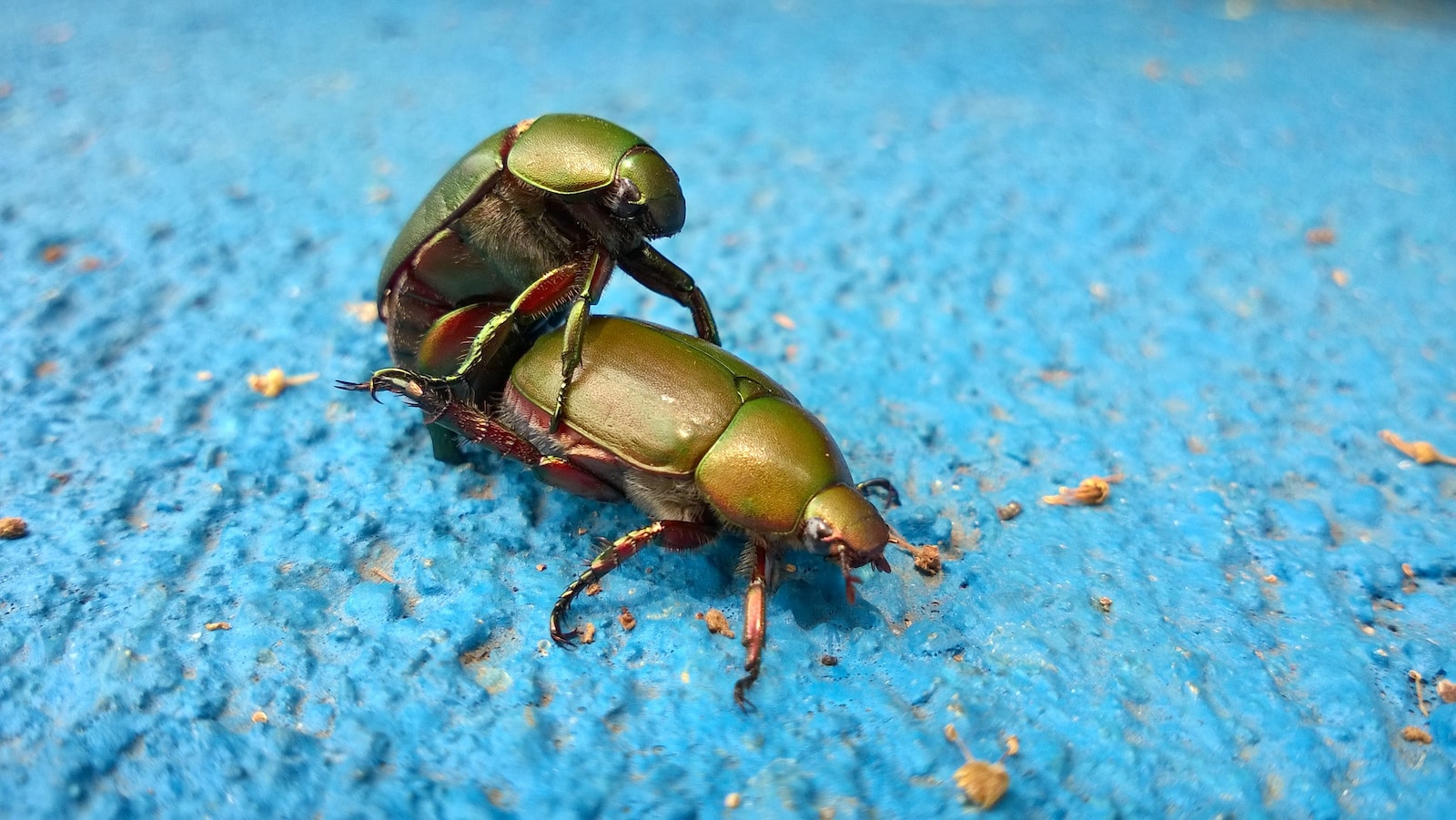 kinks scarab beetle mating