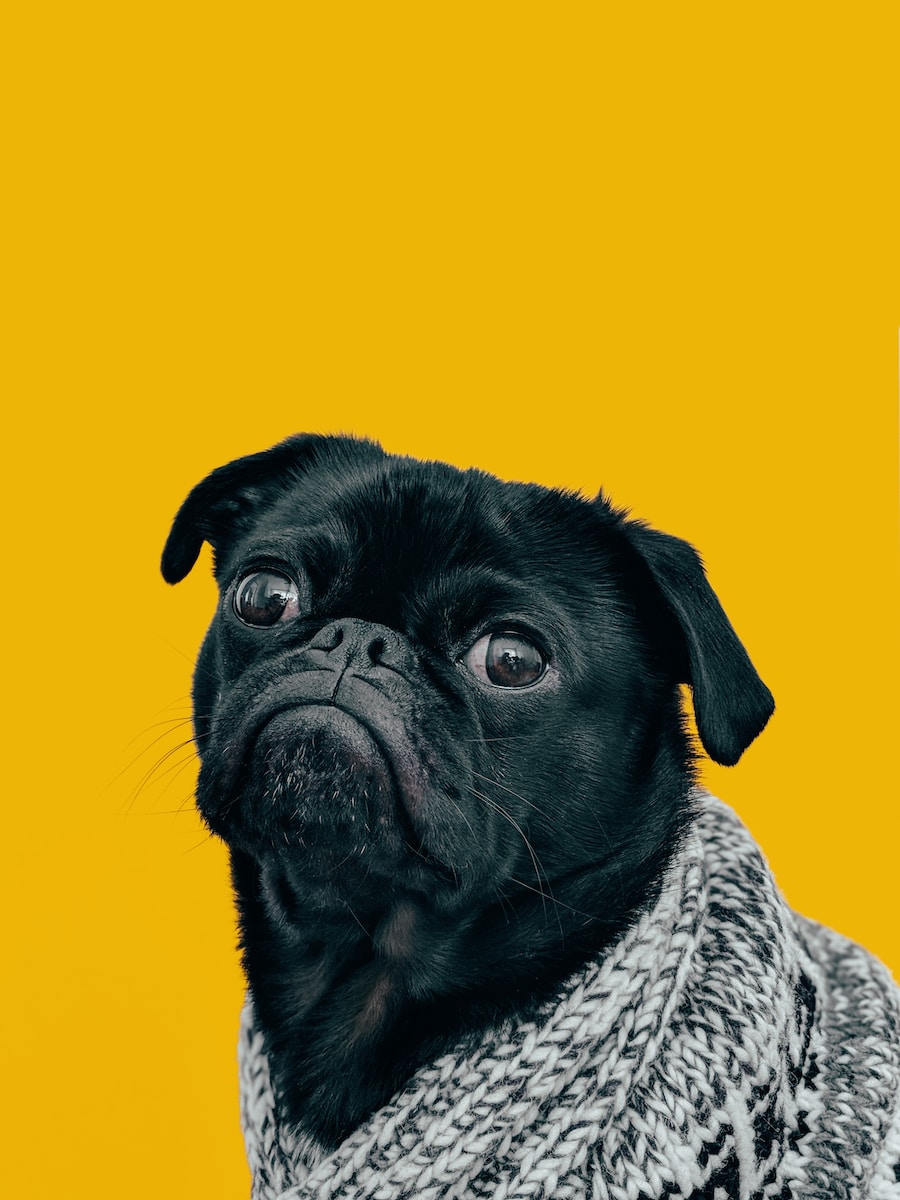 designer dog breed black pug with gray knit scarf
