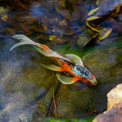 Small Pond orange koi fish on body of water